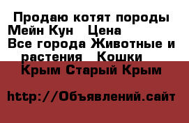 Продаю котят породы Мейн Кун › Цена ­ 12 000 - Все города Животные и растения » Кошки   . Крым,Старый Крым